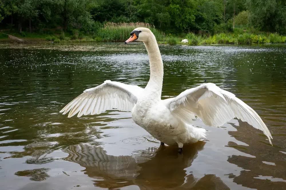 Swan